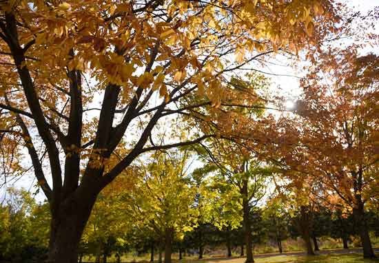 fall_leaves.jpg