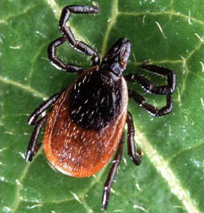 deer tick adult
