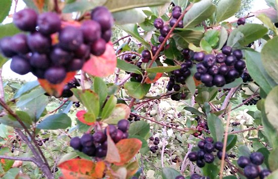 aronia berries 03