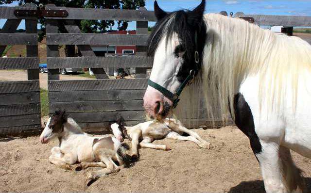 TwinHorses2969