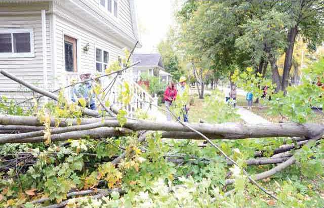 tree-falling