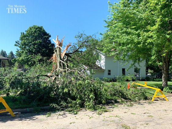 tree down 1