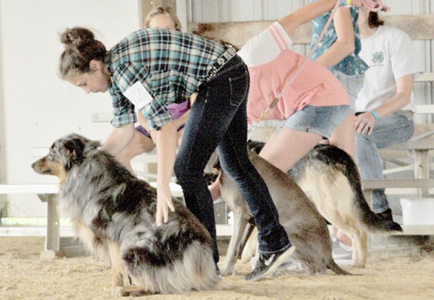 FAIR_DOG