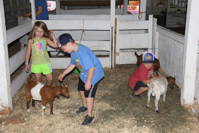 FAIR_GOAT