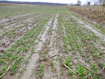 fall cover crop incentive